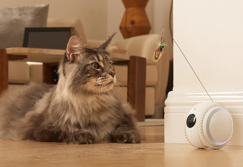 pet camera for cats